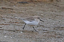 Dunlin - John Hewitt.