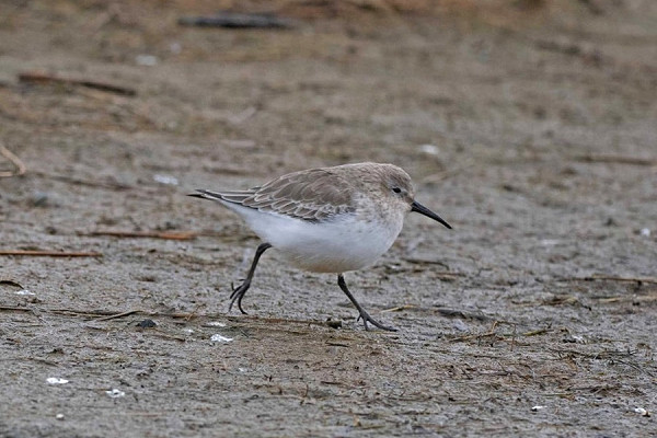 Dunlin - John Hewitt.