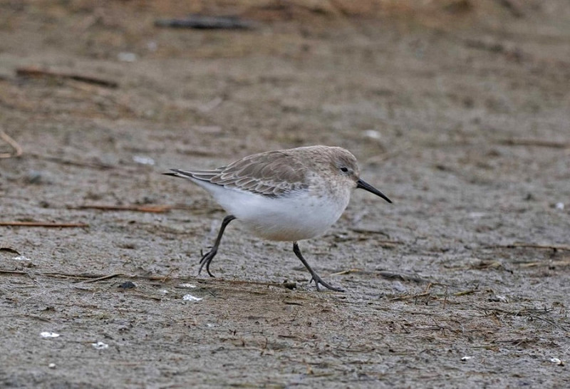 Dunlin - John Hewitt.