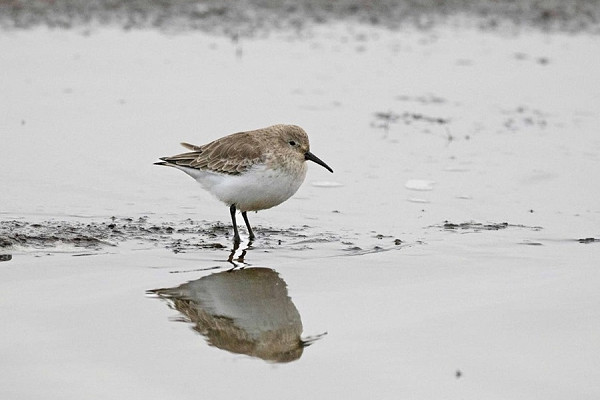 Dunlin - John Hewitt.