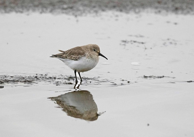 Dunlin - John Hewitt.