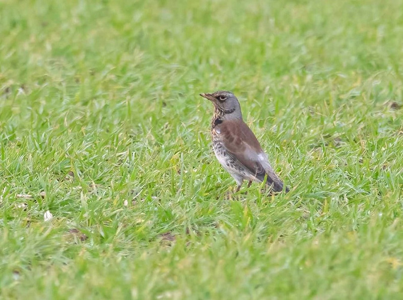 Fieldfare - John Hewitt.