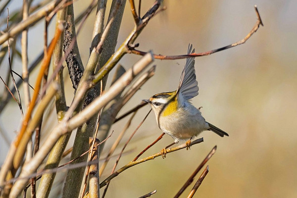 Bird sightings Friday, 07 November 2025