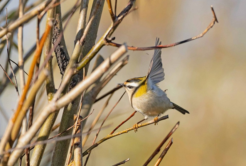 Firecrest - John Hewitt.