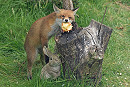 Fox - John Hewitt.