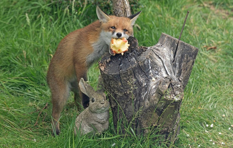 Fox - John Hewitt.