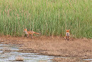Foxes at beacon ponds - John Hewitt.