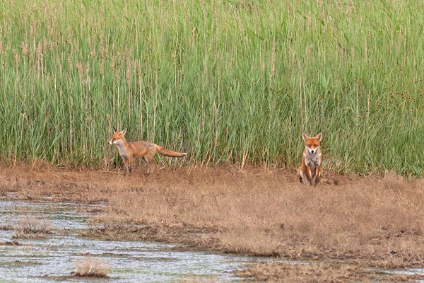 Foxes at beacon ponds - John Hewitt.