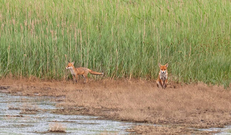 Foxes at beacon ponds - John Hewitt.
