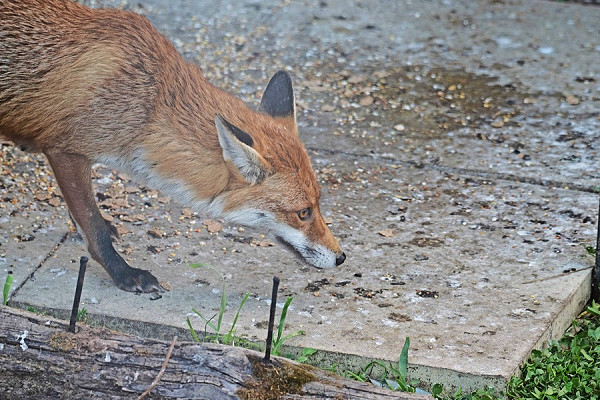 Fox - John Hewitt.