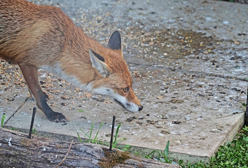 Fox - John Hewitt.
