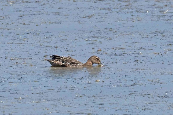 Bird sightings Saturday, 01 August 2026
