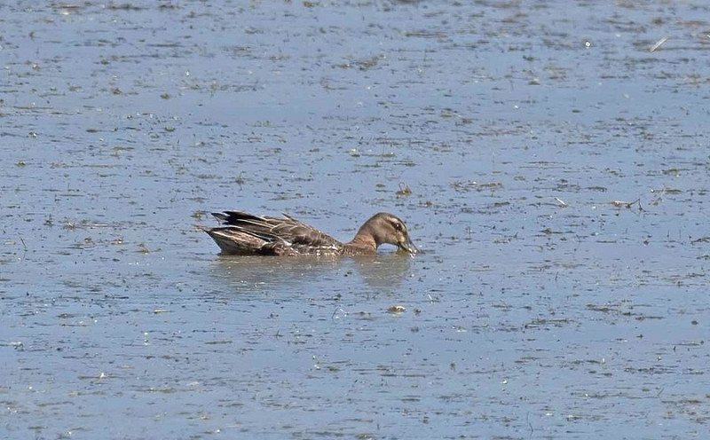 Garganey - John Hewitt.