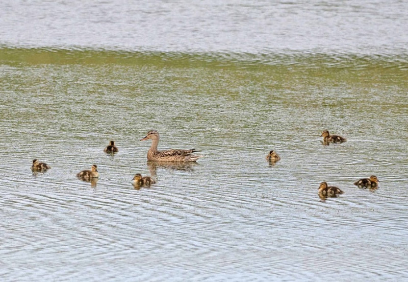 Gadwall with young - John Hewitt.