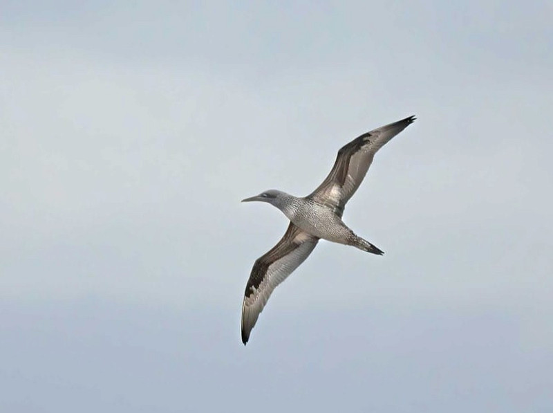 Gannet - John Hewitt.