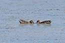 Garganey's - John Hewitt.
