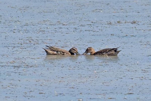 Bird sightings Monday, 03 August 2026