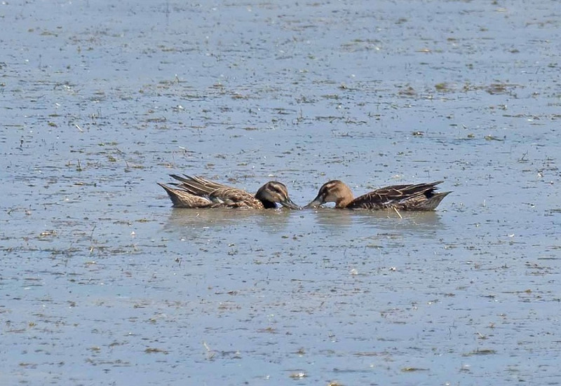 Garganey's - John Hewitt.