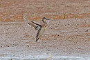 Garganey - John Hewitt.