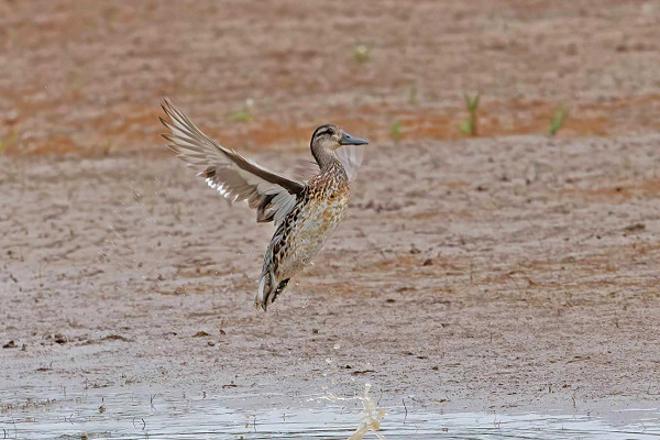 Garganey - John Hewitt.