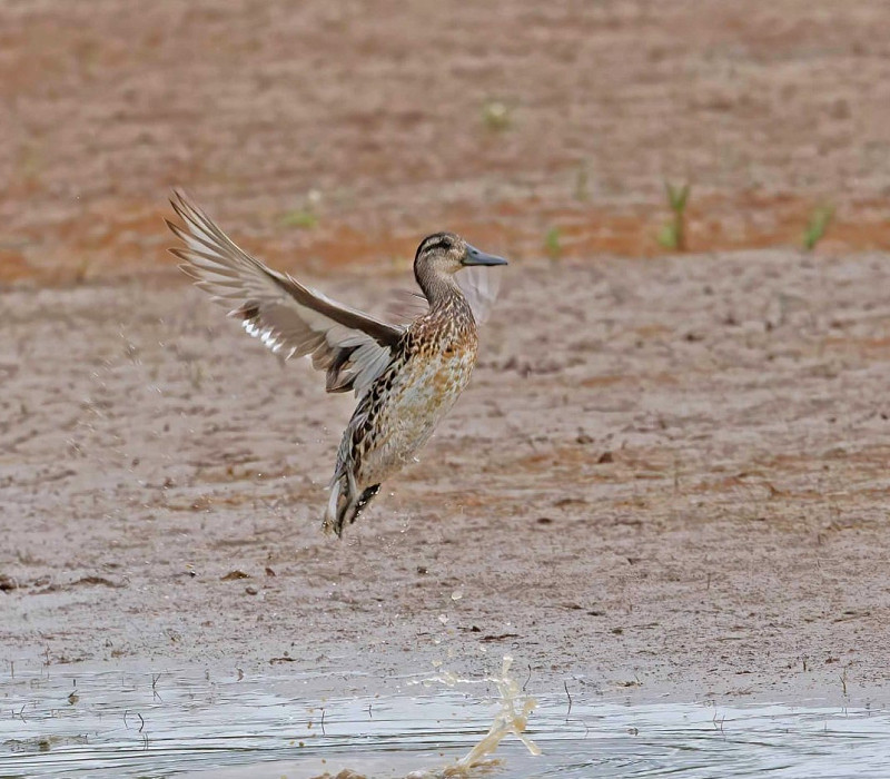 Garganey - John Hewitt.