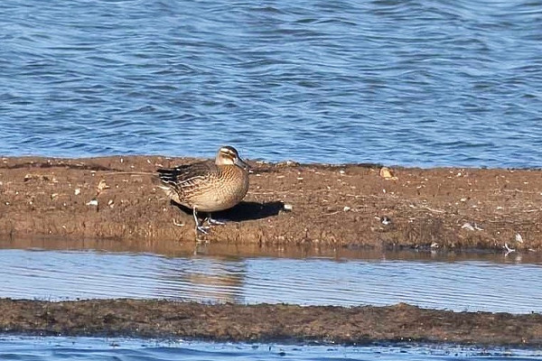 Bird sightings Thursday, 02 October 2025