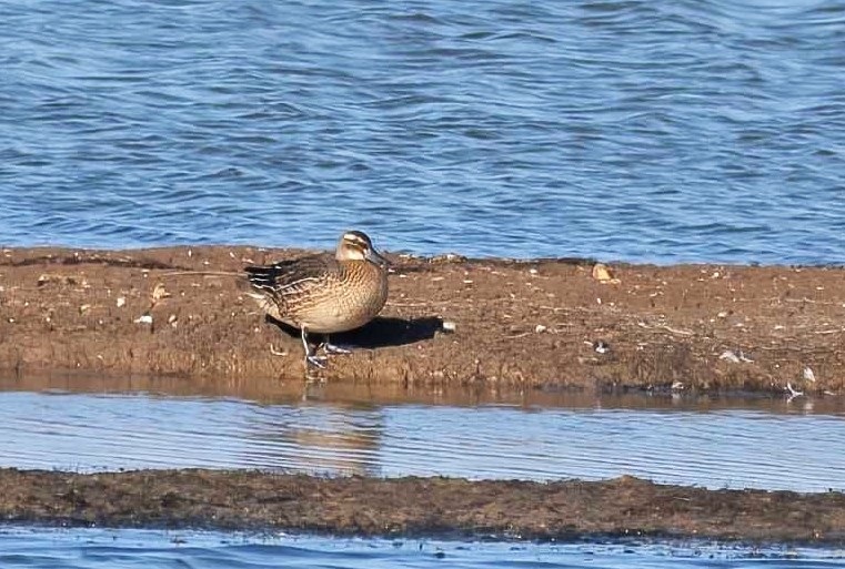 Garganey - John Hewitt.