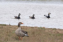 Barnacle Goose with 2 hybrids and a Greylag - John Hewitt.