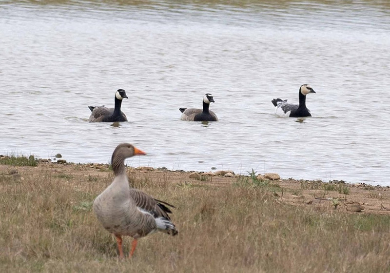 Barnacle Goose with 2 hybrids and a Greylag - John Hewitt.