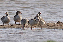 Egyptian Geese with Greylags - John Hewitt.