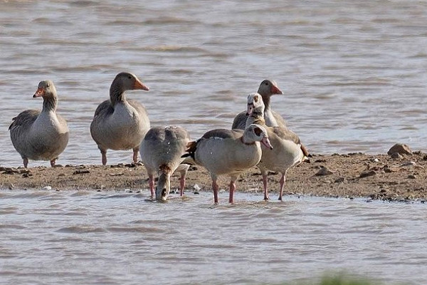 Egyptian Geese with Greylags - John Hewitt.