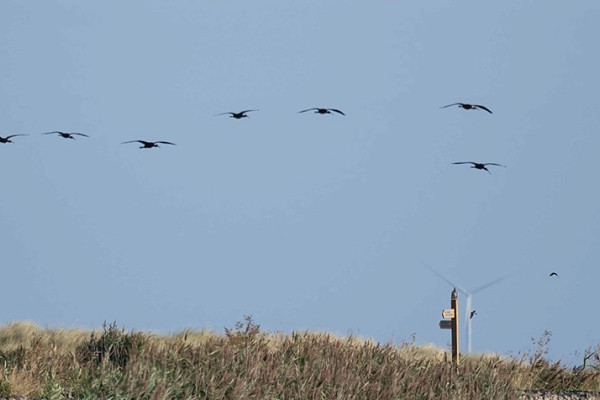 Glossy Ibis - John Hewitt. The previous biggest flock were 3 on two occasions so this flock easily surpassed that.