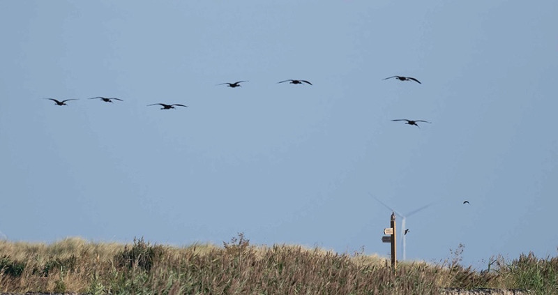 Glossy Ibis - John Hewitt. The previous biggest flock were 3 on two occasions so this flock easily surpassed that.