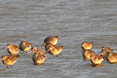 Black-tailed Godwits - John Hewitt.