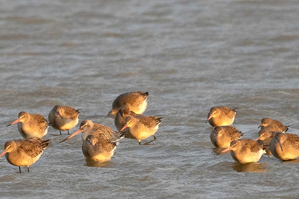 Black-tailed Godwits - John Hewitt.