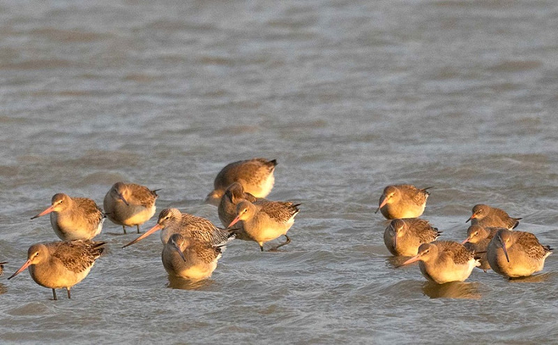 Black-tailed Godwits - John Hewitt.