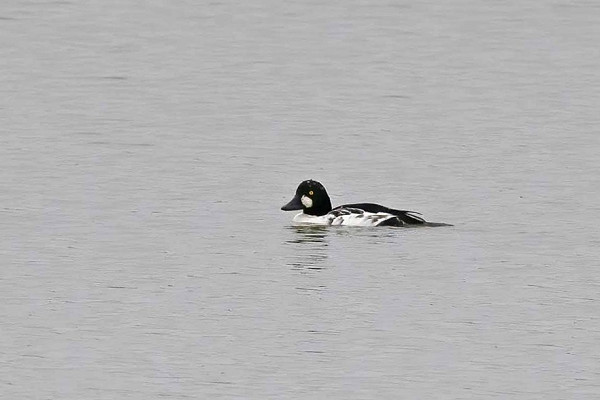 Goldeneye - John Hewitt.