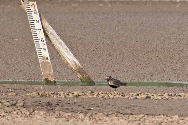 Bird sightings Tuesday, 08 July 2025
