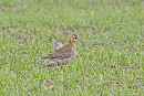 Golden Plover - John Hewitt. No doubt a collision injury from the strong winds.