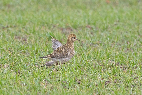 Golden Plover - John Hewitt. No doubt a collision injury from the strong winds.