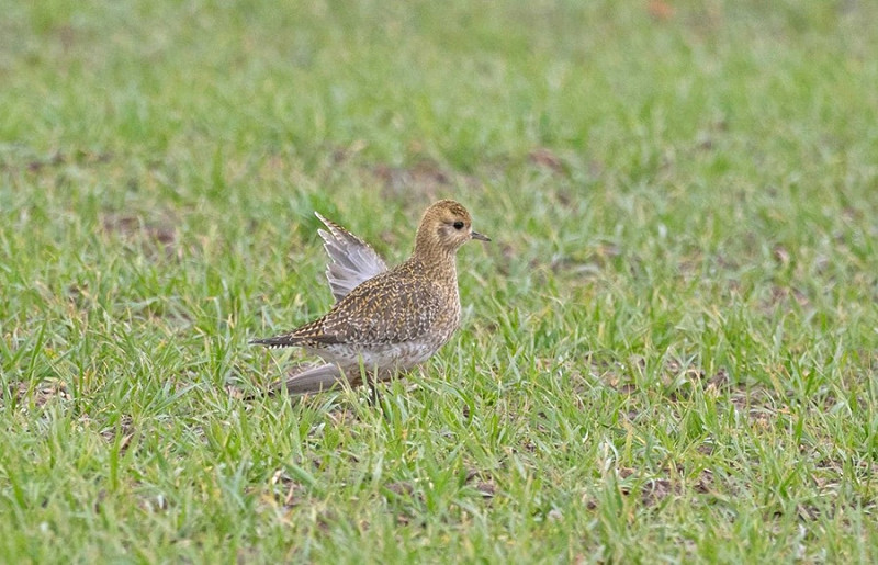 Golden Plover - John Hewitt. No doubt a collision injury from the strong winds.