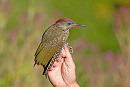 Green Woodpecker - John Hewitt.