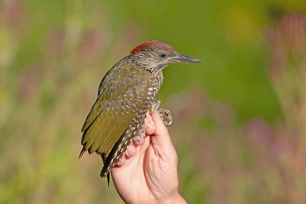 Green Woodpecker - John Hewitt.