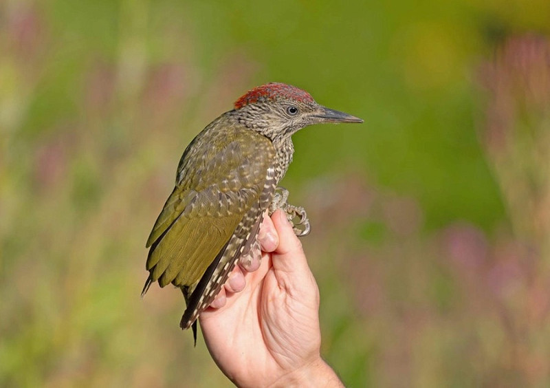 Green Woodpecker - John Hewitt.