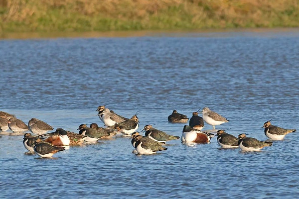 Greenshanks, Redshanks, Lapwings and Shovelers - John Hewitt.