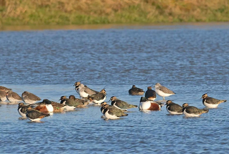 Greenshanks, Redshanks, Lapwings and Shovelers - John Hewitt.