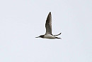 Greenshank - John Hewitt.