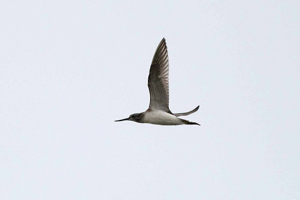 Greenshank - John Hewitt.