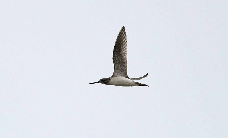 Greenshank - John Hewitt.