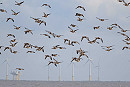 Greylag Geese - John Hewitt.